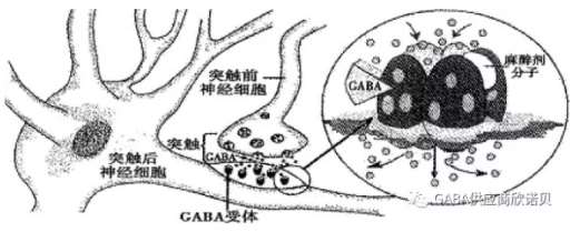 ʧGABA