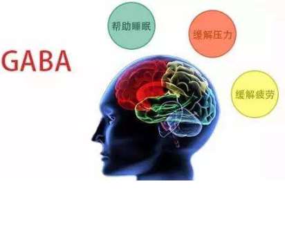 GABA对人类生长的促进作用