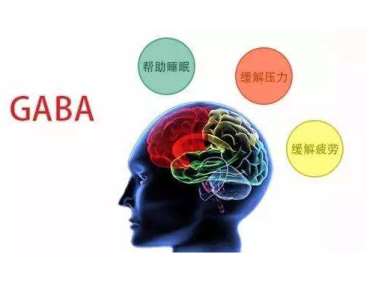 GABA的神经活动叙述