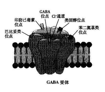 GABAעԽ洦